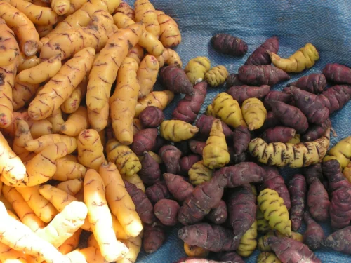 Oca